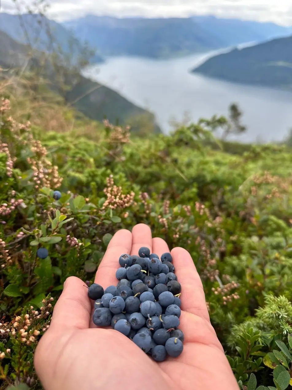 Blåbær i hånden under fjordturen på terrengsykkel i Norge